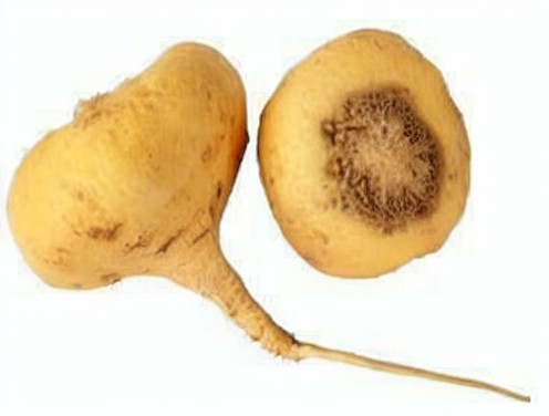 maca para regular hormonas